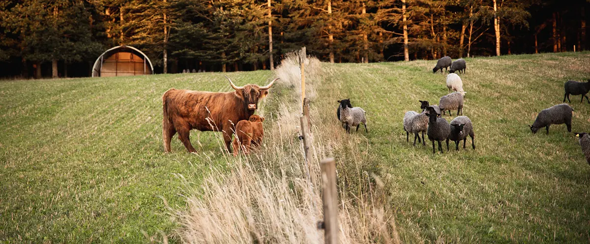 Beteshagar med avgränsning i mitten av bilden. På ena sidan står det grå får och på andra sidan långhåriga bruna kor.